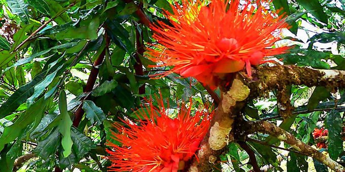 CATIE Botanical Garden is located in the shadow of the active Turrialba Volcano.