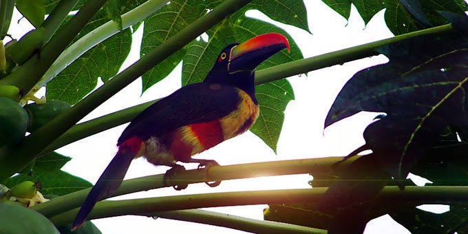 La Selva Biological Station, located in the northeastern Caribbean lowlands, is a research station that protects tropical rainforest.