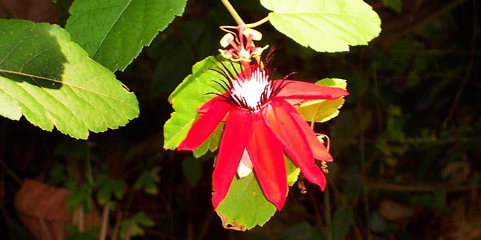 The beautiful Lankester Botanical Gardens is operated by the University of Costa Rica.