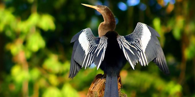 Welcome to Maquenque National Wildlife Refuge, an untouched paradise nestled in the heart of Costa Rica's Northern Lowlands.