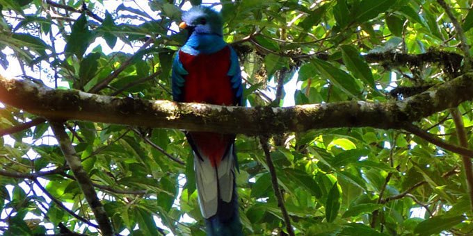 This bird-watching destination welcomes you with a vast variety of species including toucanettes, trogons, hummingbirds and more. Don’t forget your camera!