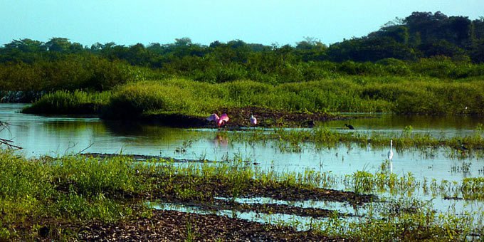 The San Juan-La Selva Biological Corridor, located in the northern zone of Costa Rica was implemented in 2001 with the purpose of connecting the lowland tropical forest of Costa Rica to Nicaragua.