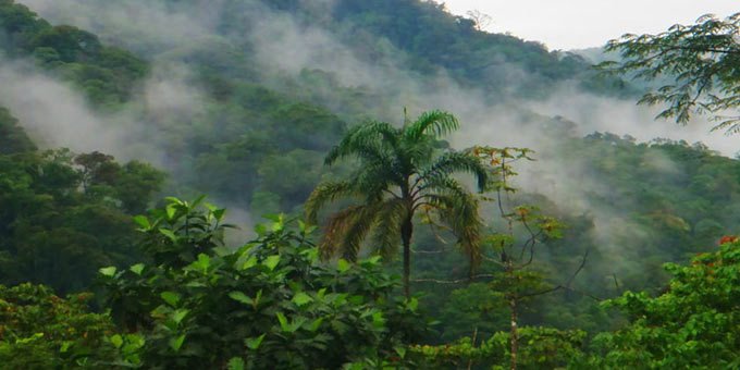 Don’t miss this important hidden treasure of Costa Rica. The San Lorenzo Cloud Forest will intrigue you with its variety of wildlife including sloths, monkeys, anteaters and more. This is a must-see stop for nature lovers.