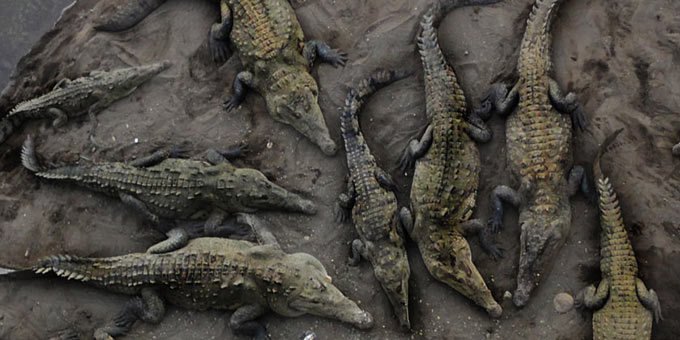 Tarcoles River crocodiles