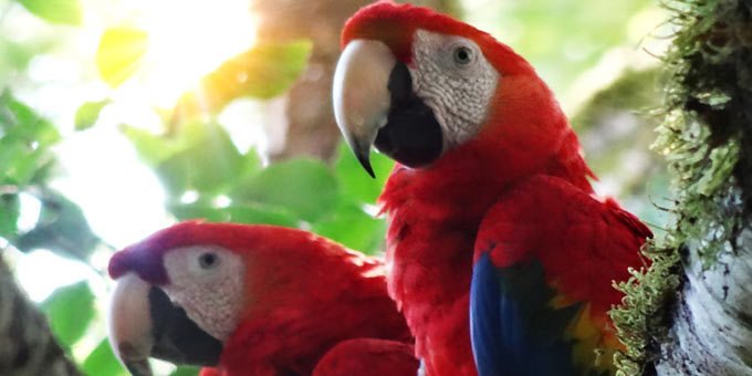 A mating pair of scarlett macaws