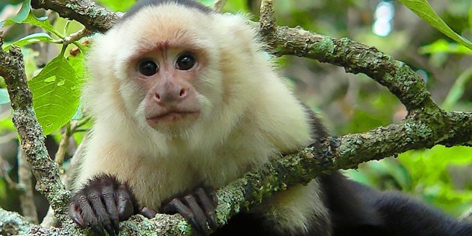 Capuchin monkey