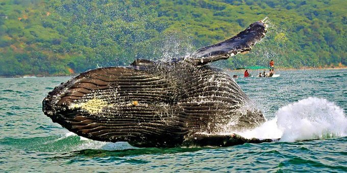 A whale breaches the surface