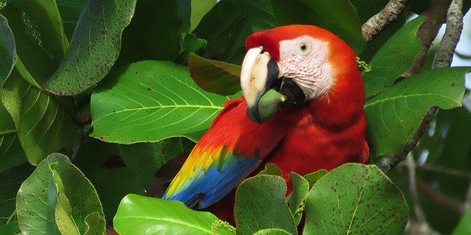 Playa Carate is an excellent access point to the wilds of Corcovado National Park. The area is fronted by beautiful beaches and backed by towering jungle.