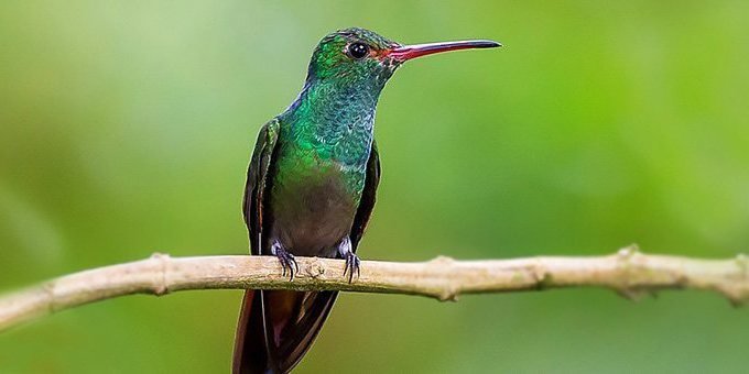 Time stands still in this hidden valley between towering mountains enveloped in cool cloud forest mist. Nearby Los Quetzales National Park provides exceptional birding and hiking opportunites for visitors on a quest to see the rare Resplendant Quetzal.