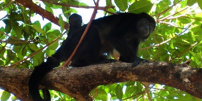 The natural beauty of Cahuita’s Caribbean beaches, coral reefs, and laid-back lifestyle invites you to relax and enjoy these idyllic surroundings where you can surf, swim, snorkel, hike, horseback ride, zipline or visit an indigenous village to go birdwatching, learn native fishing techniques or chocolate making, following traditional customs.