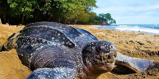 Playa Grande’s ideal surf breaks bring surfing enthusiasts to the Nicoya Peninsula’s pristine northwestern coast. Leatherback turtles are also drawn to these protected nesting areas.  Ocean and Inland adventures can take you sport fishing to combo tours ending with a dip in warm volcanic hot springs.