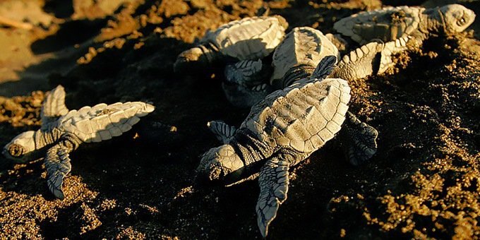 Ostional is one of the primary nesting sites for Olive Ridley turtles which can be observed by the thousands during arribadas. Visitors to te area can also enjoy surf lessons and canopy zipline tours in nearby Nosara.