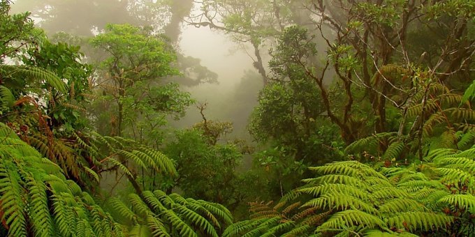 In 1983 a writer from National Geographic Magazine stated that Monteverde was THE place to observe the Resplendent Quetzal. Subsequently, tourists from all over the world began arriving armed with cameras, tripods and binoculars.