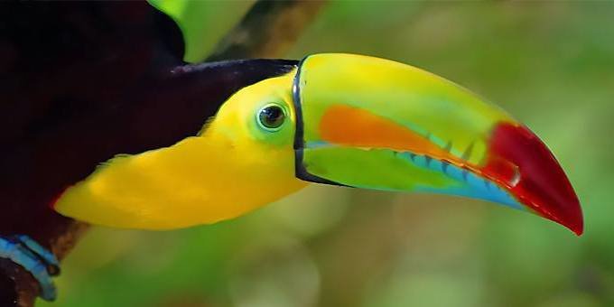 Keel-billed toucans are commonly spotted in Tenorio Volcano National Park is world-class