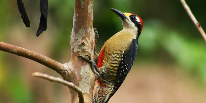 With over 850 species of birds positively identified, bird observation in Costa Rica is exceptional.