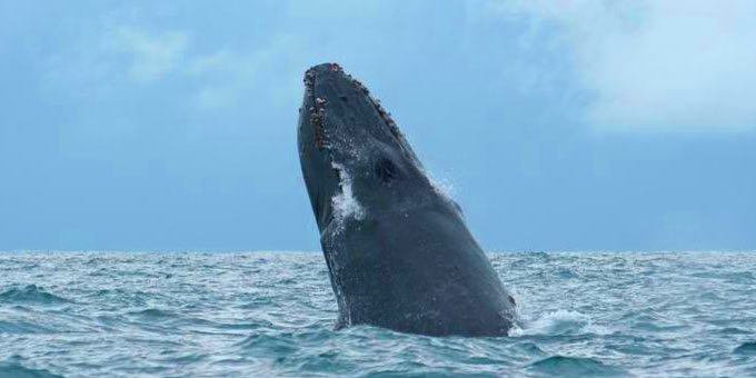 A whale breaches the surface in the Golfo Dulce, near Puerto Jimenez