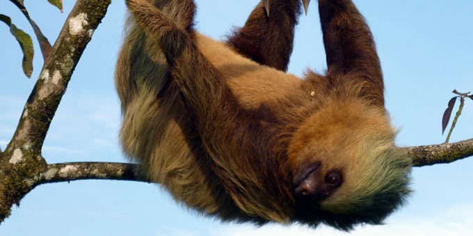 Hoffman's Two-Toed Sloth