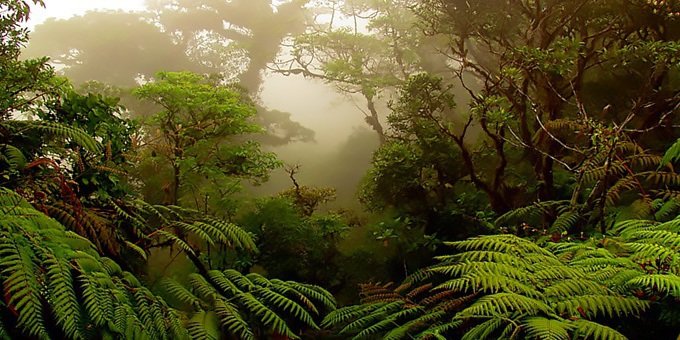 The beauty of the Monteverde Cloud Forest is amazing!