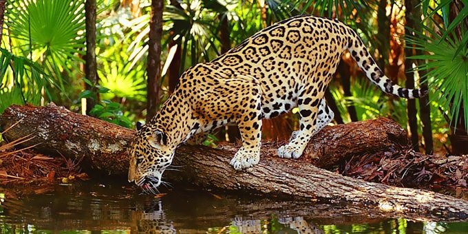 A jaguar drinking water in Corcovado National Park
