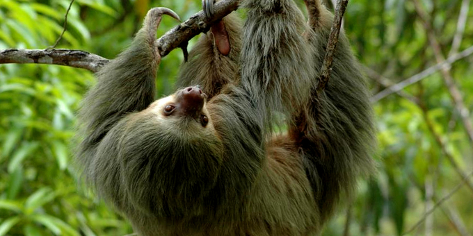 A sloth hanging around