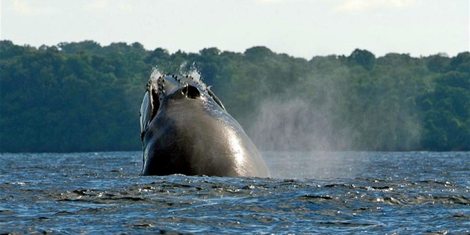 Welcome to the Osa Peninsula, Costa Rica’s hidden gem! This remote corner of Central America is a paradise for nature lovers, offering an abundance of wildlife encounters, pristine beaches, and unique eco-tourism experiences.