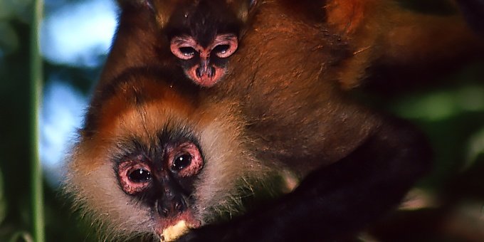 A mama and baby spider monkey in Corcovado National Park