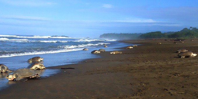Olive ridley sea turtles at Playa Ostional, Costa Rica