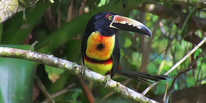 There are few places in the world that can rival Costa Rica for birdwatching.