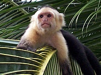 Manuel Antonio National Park