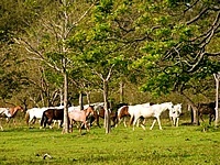 Rincon de la Vieja