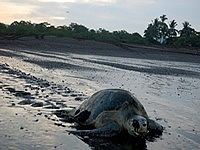 Turtle Nesting