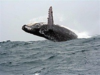 Marino Ballena National Park