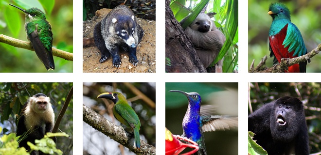 Animals that live in Monteverde