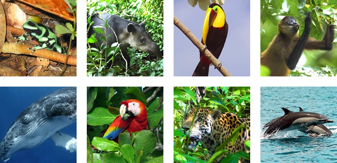 Animals that live in the South Pacific coast of Costa Rica