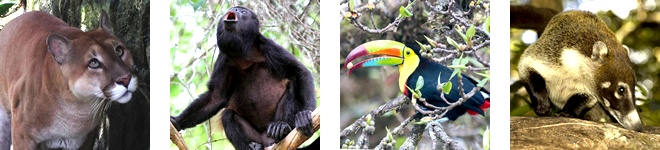 Some of the animals that live in Rincon de la Vieja