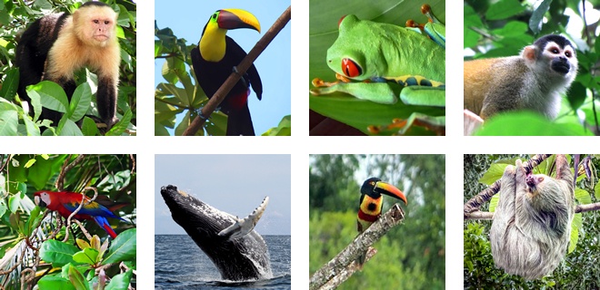 Animals that live in the South Pacific coast of Costa Rica