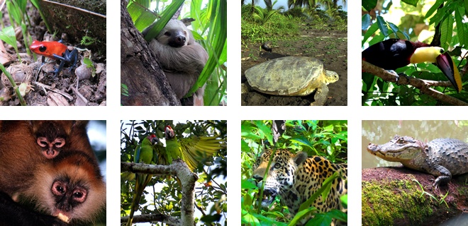 Animals that live in Tortuguero