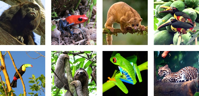 Some of the animals that live at Arenal Volcano