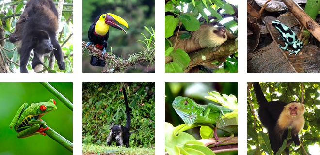 Some of the animals that live in the Caribbean