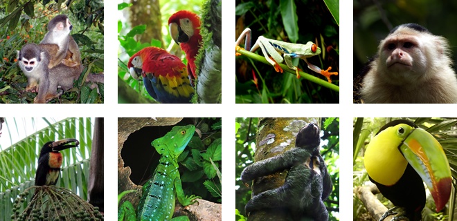 Some animals that live in Manuel Antonio